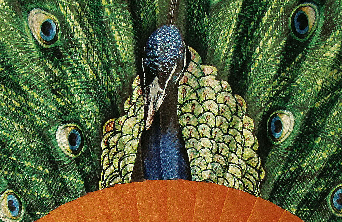 Eventail-Paona-Zoom
